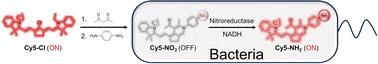 Cyanine-scaffold fluorogenic probes for visual detection of nitroreductase in living bacteria