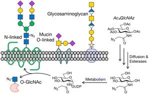 Achieving cell-type selectivity in metabolic oligosaccharide engineering