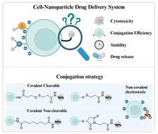 The impact of conjugation strategies and linker density on the performance of the Spermine-AcDex nanoparticle–splenocyte conjugate
