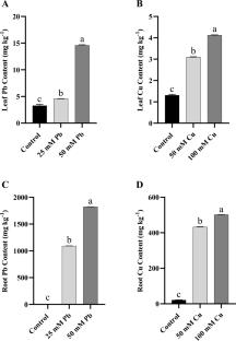 Pumpkin (Cucurbita moschata Duch.) tolerates high levels of lead and copper by modulating ecophysiological characteristics and antioxidant defense system