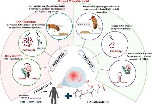 Lacosamide Interaction with Expanded CGG Repeats RNA and Its Role in Modulating Poly-Glycine Protein-Mediated Toxicity in Fragile-X Tremor/Ataxia Syndrome