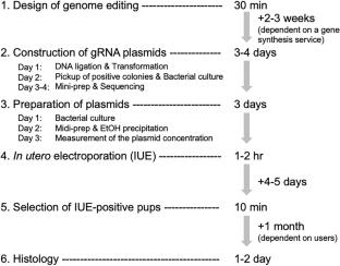 Single-cell endogenous protein labeling via CRISPR-Cas9-mediated genome editing in the mouse brain