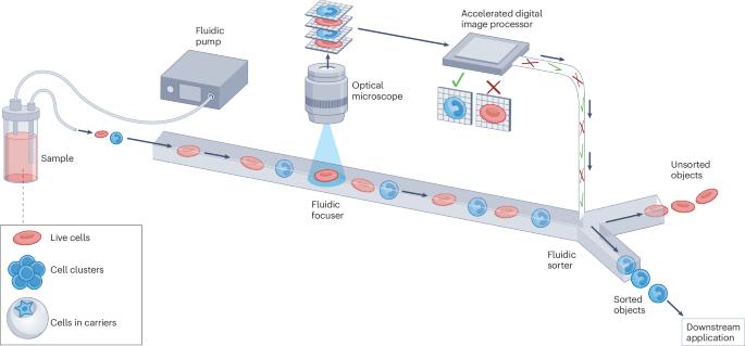 Image-activated cell sorting