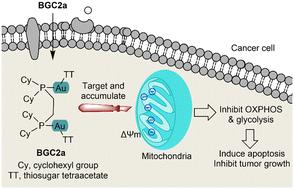 Investigation of the anticancer efficacy and impact on energy metabolism of dual-core gold(i) complex BGC2a†