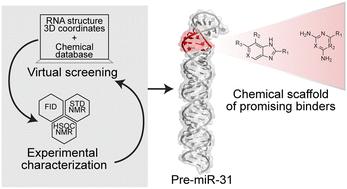 Integrated in silico and experimental screening identifies novel ligands that target precursor microRNA-31 at the dicer cleavage site†