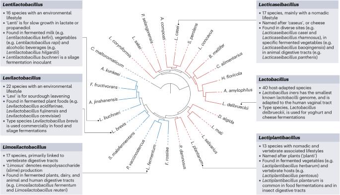 Lactobacilli biology, applications and host interactions
