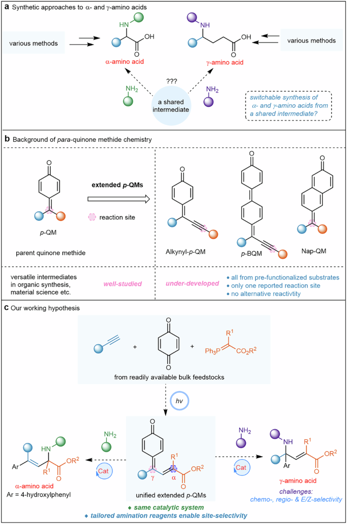 Tailored amination enables switchable synthesis of α- and γ-amino acid derivatives from extended quinone methides