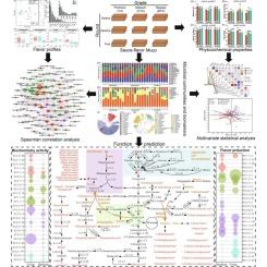 Investigating the variations in microbiome and volatilome characteristics of sauce-flavor Muqu across different grades and production rounds
