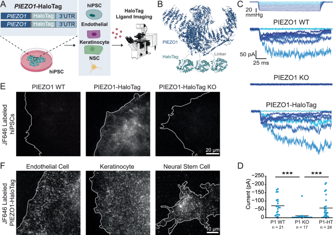 Visualizing PIEZO1 localization and activity in hiPSC-derived single cells and organoids with HaloTag technology
