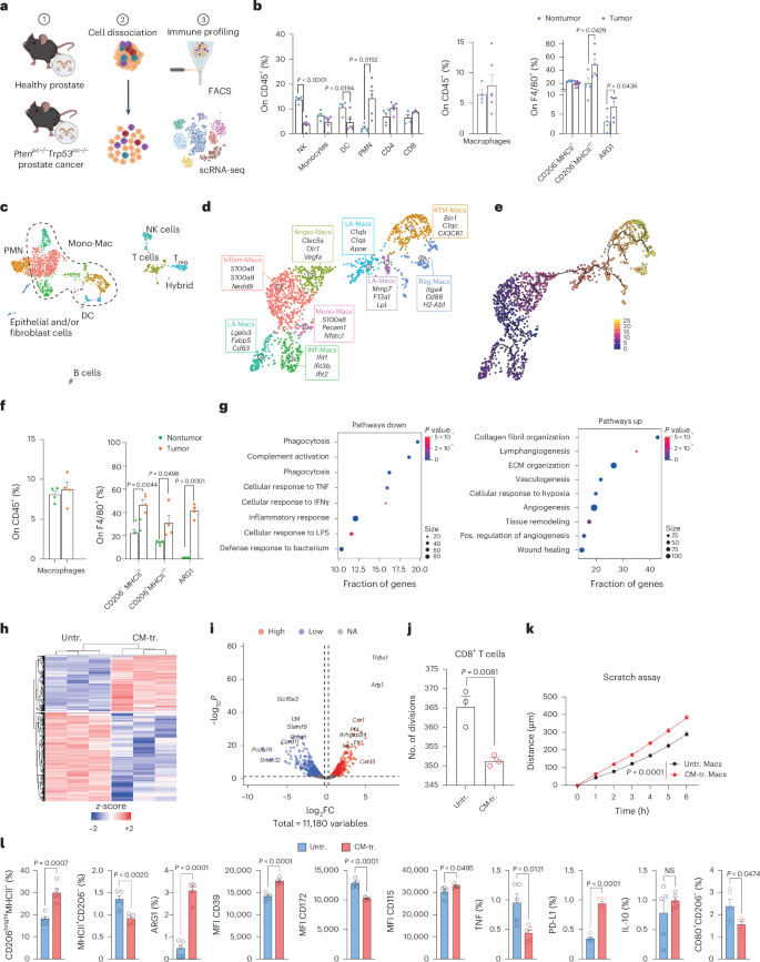 Chemosensor receptors are lipid-detecting regulators of macrophage function in cancer