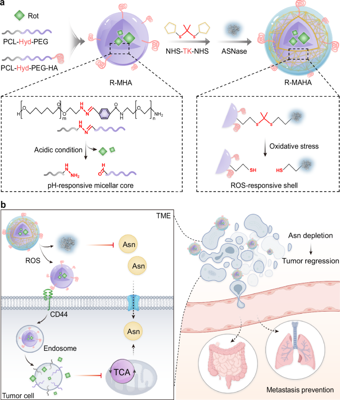Dual asparagine-depriving nanoparticles against solid tumors
