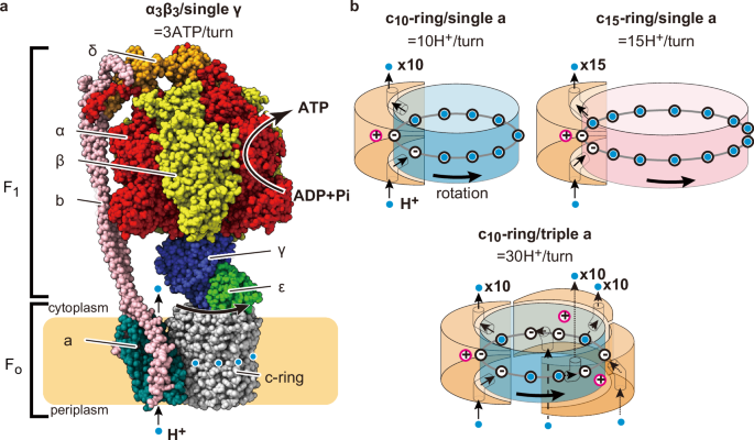 Engineering of ATP synthase for enhancement of proton-to-ATP ratio