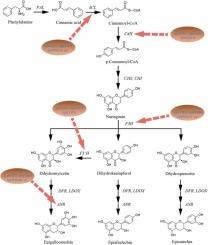 Genome-wide identification of R2R3-MYB transcription factor family in Styphnolobium japonicum and their function roles in flavonoid biosynthesis during the flower development