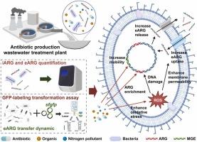 Profiling of extracellular antibiotic resistance genes during antibiotic production wastewater treatment processes: Occurrence, transformation dynamics, and potential hosts