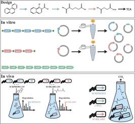 Enhanced Phenanthrene Degradation by a Synthetically Engineered E. coli Consortium Utilizing the SCRaMbLE for the Evolution of Key Genes