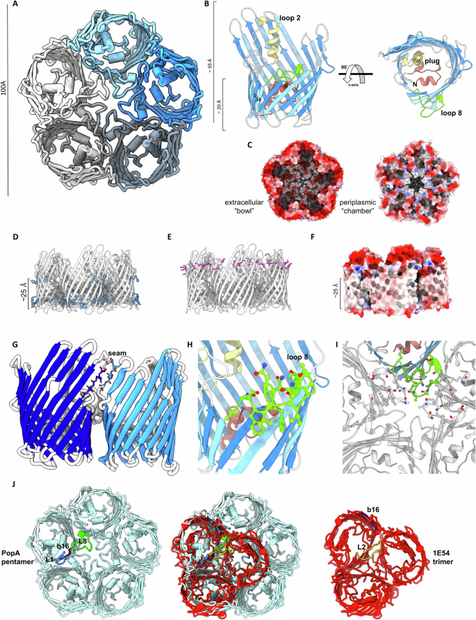 A porin-like protein used by bacterial predators defines a wider lipid-trapping superfamily