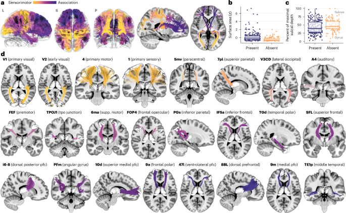 Human thalamocortical structural connectivity develops in line with a hierarchical axis of cortical plasticity