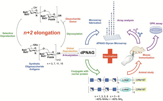 Poly-β-D-(1,6)-N-acetyl-glucosamine (PNAG) glycan vaccines with broad spectrum neutralizing activities.