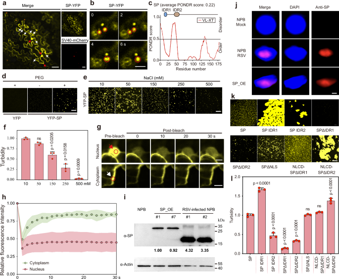 A plant bunyaviral protein disrupts SERRATE phase separation to modulate microRNA biogenesis during viral pathogenesis.