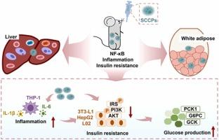 Short-chain chlorinated paraffins at environmentally relevant doses disrupt glucose homeostasis and insulin signaling by macrophage-mediated inflammation