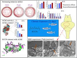 Short-chain chlorinated paraffins (C11, 64.2 %Cl) induced neurotoxicity and blood-brain barrier disruption in adult male zebrafish (Danio rerio)