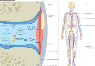 Synovial fluid as a complex molecular pool contributing to knee osteoarthritis