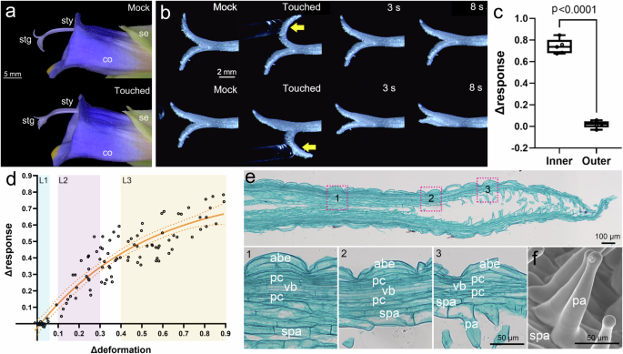 A mechanosensitive ion channel controls touch-triggered stigma movement through manipulation of calcium signature in Torenia