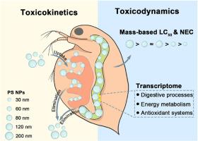 Toxicokinetic-toxicodynamic modeling reveals the ecological risks of differently-sized polystyrene nanoplastics