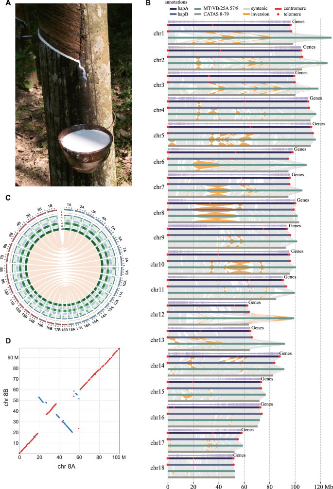 The haplotype-resolved telomere-to-telomere genome and OMICS analyses reveal genetic responses to tapping in rubber tree