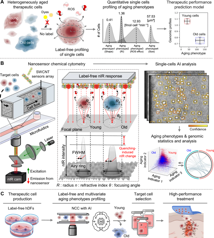 Unveiling aging heterogeneities in human dermal fibroblasts via nanosensor chemical cytometry