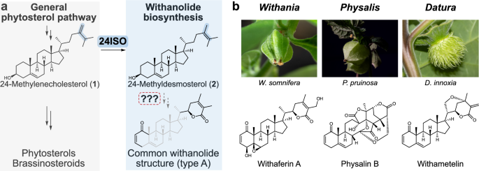 Phylogenomics and metabolic engineering reveal a conserved gene cluster in Solanaceae plants for withanolide biosynthesis