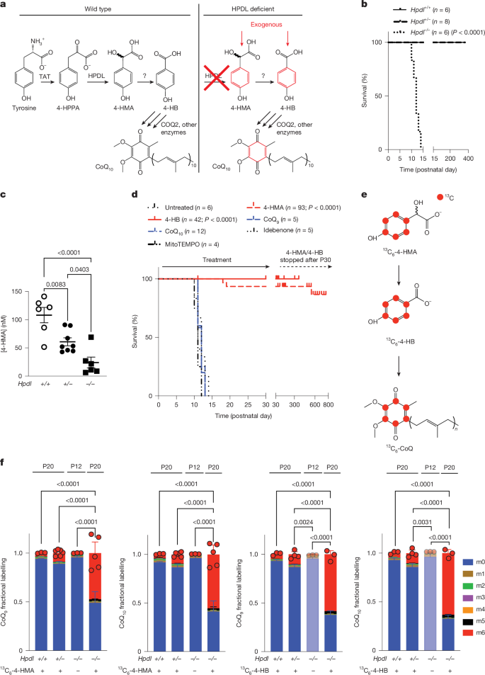 Coenzyme Q headgroup intermediates can ameliorate a mitochondrial encephalopathy