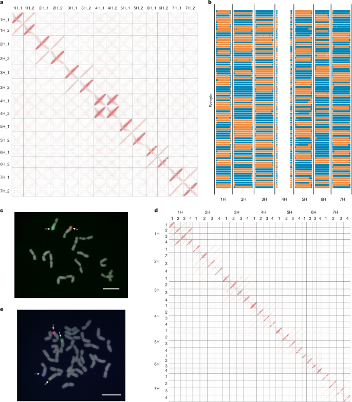 A haplotype-resolved pangenome of the barley wild relative Hordeum bulbosum