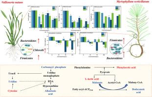 Unraveling the toxic mechanisms of microplastics in aquatic ecosystem: A case study on Vallisneria natans and Myriophyllum verticillatum