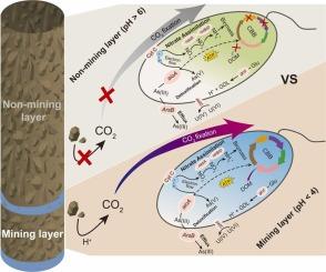 Arsenite-oxidizing chemolithooautotrophic prokaryotes underpin inorganic carbon fixation and arsenic detoxification in deep underground uranium mining layers