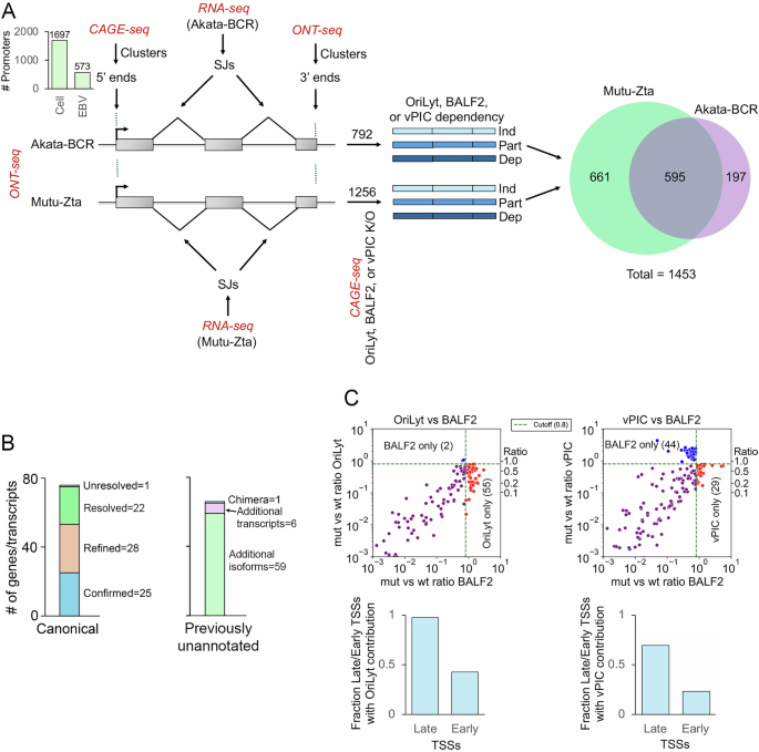 Comprehensive resolution and classification of the Epstein Barr virus transcriptome