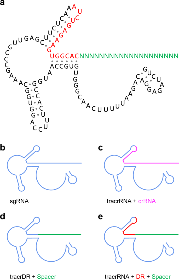 Regulating cleavage activity and enabling microRNA detection with split sgRNA in Cas12b