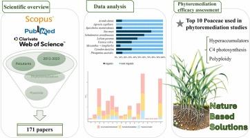 Poaceae in phytoremediation: A systematic review of current knowledge, research trends and insights into useful plant traits