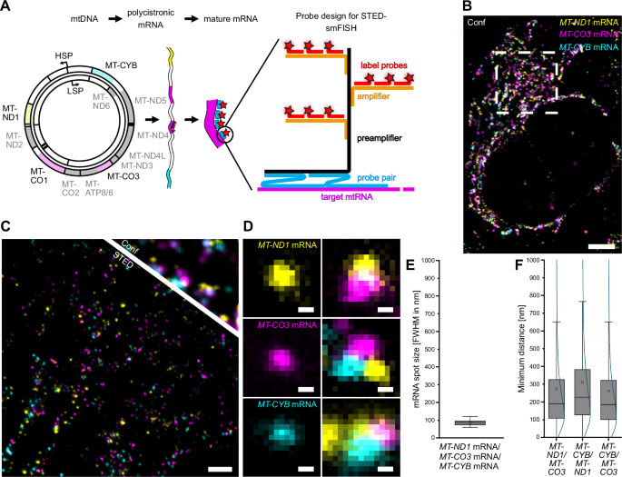 Super-resolution microscopy of mitochondrial mRNAs