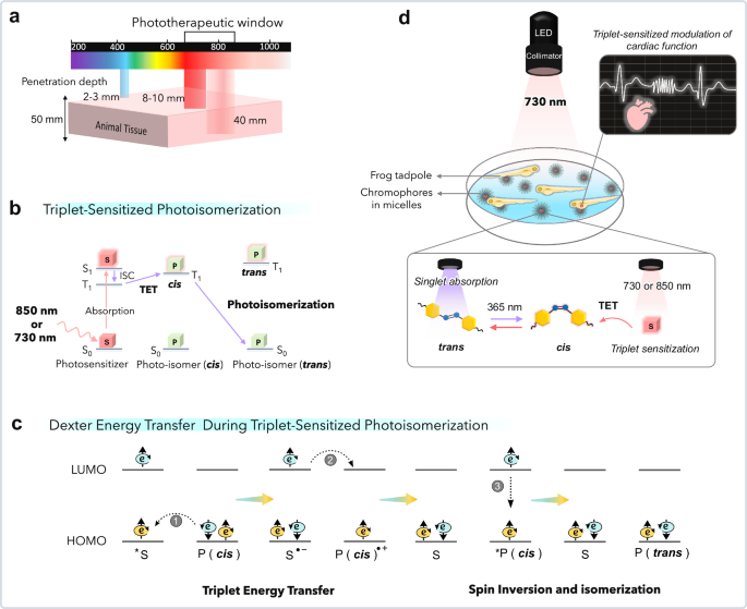 Noninvasive cardiac modulation via triplet-sensitized photoswitching in the phototherapeutic window