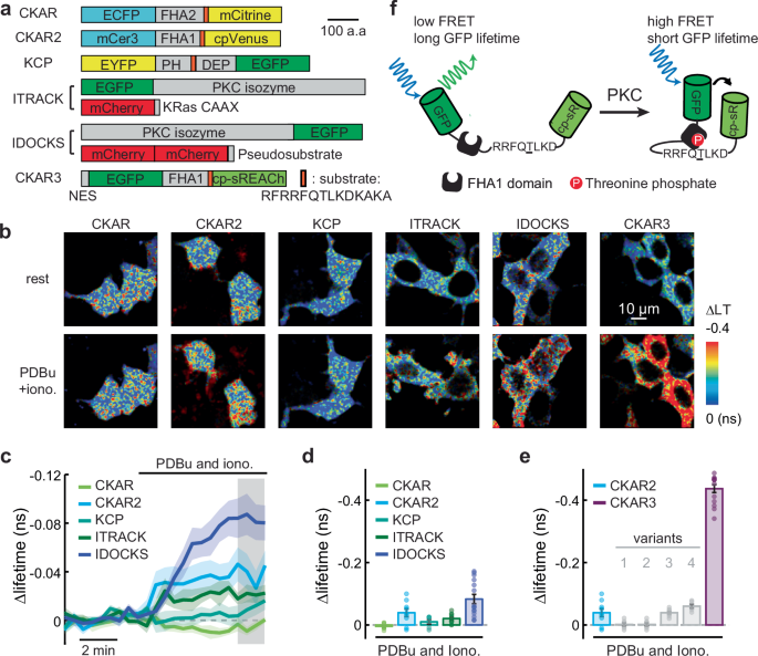 A high-performance genetically encoded sensor for cellular imaging of PKC activity in vivo