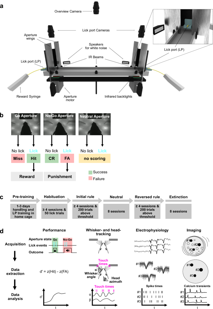A tactile discrimination task to study neuronal dynamics in freely-moving mice