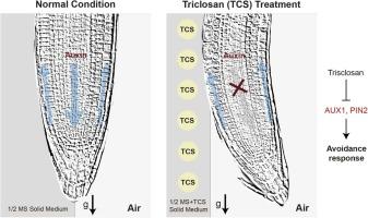 The avoidance response in plant root to the environmental pollutant triclosan