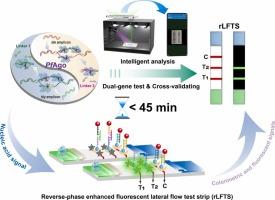 Ultrasensitive, portable and multiplexed molecular detection of pathogenic bacteria in a cross-validating manner via Argonaute-triggered and reverse-phase enhanced fluorescent lateral flow bioassay