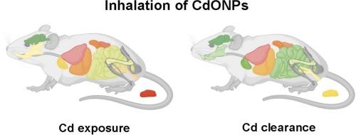Secondary target organs exhibit differential ability to clear cadmium after cadmium oxide nanoparticle inhalation