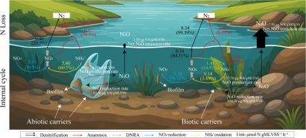 Insights into freshwater lake abiotic and biotic carrier biofilm nitrogen transformation and N₂O emission patterns: A 15N isotope tracing study