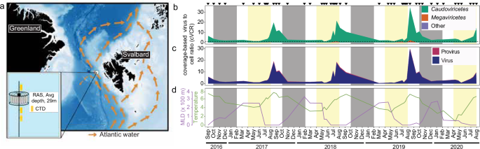 Arctic Ocean virus communities and their seasonality, bipolarity, and prokaryotic associations