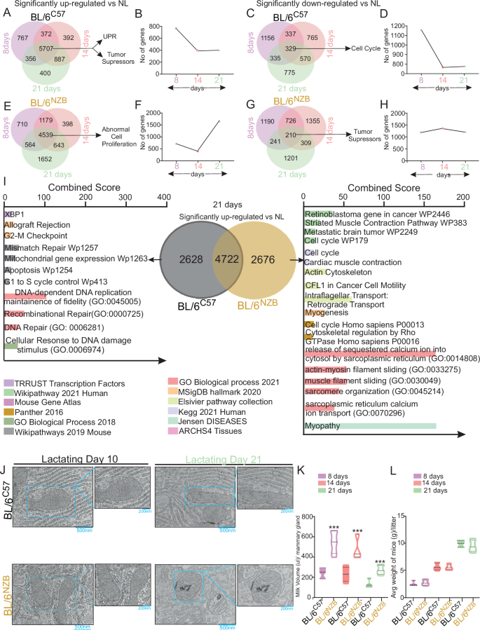 Differential ER stress responses during lactation and postpartum outcomes in mice depending on their mitochondrial genotype