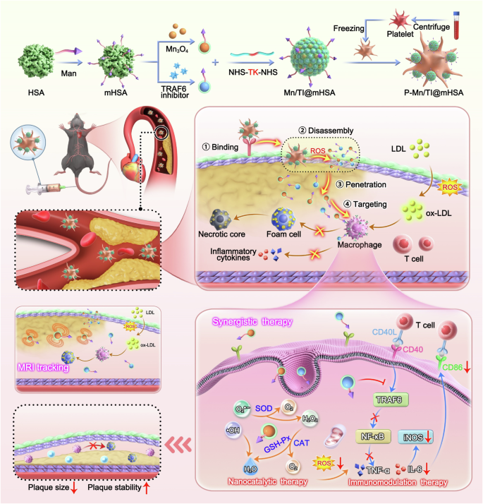 A programmable platelet theranostic platform for adaptive multi-stage delivery and synergistic immunotherapy in atherosclerosis