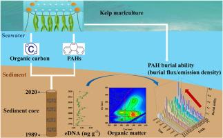 Kelp mariculture enhances the burial ability of polycyclic aromatic hydrocarbons: Evidence from Ailian Bay, China
